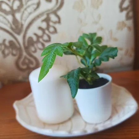 Sunrise View With Free And Bottle Of Wine In Cornelia Deluxe Residence, Free Parking *