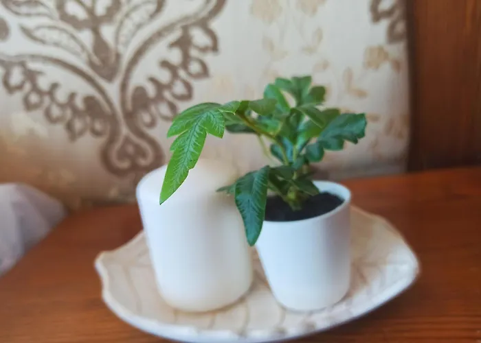 Sunrise View With Free And Bottle Of Wine In Cornelia Deluxe Residence, Free Parking *